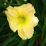 Hemerocallis Chicagoland Millenium